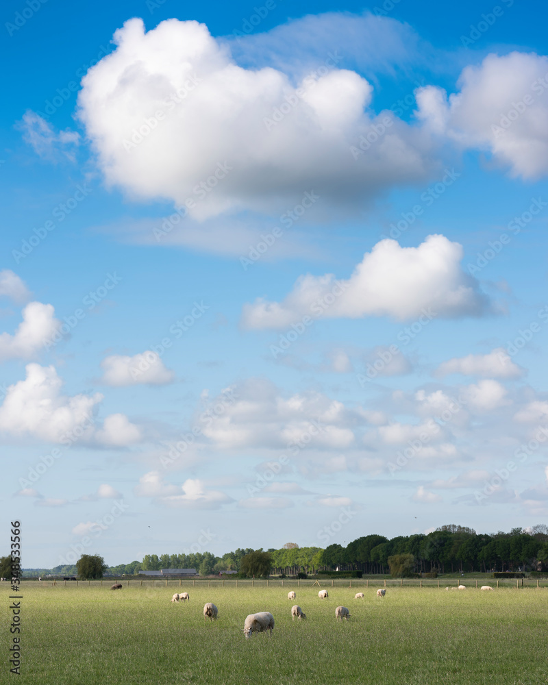 sheep in grassy meadow under blue sky with large white clouds sheep in grassy meadow under blue sky with large white clouds