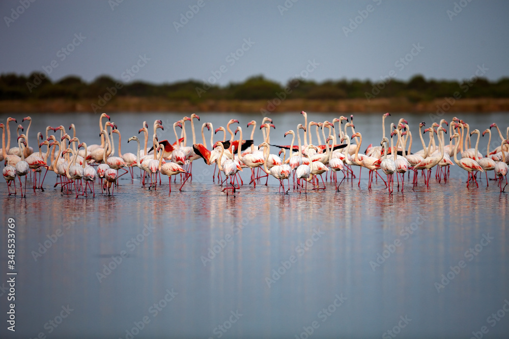 Naklejka premium Large flocks of Rosa Flamingo, Phoenicopterus roseus, on lakes in Sardinia