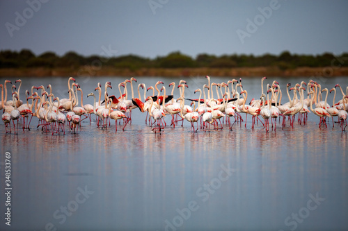 Large flocks of Rosa Flamingo, Phoenicopterus roseus, on lakes in Sardinia