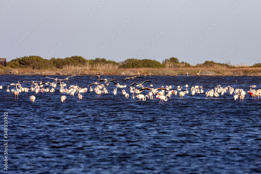 Large flocks of Rosa Flamingo, Phoenicopterus roseus, on lakes in Sardinia