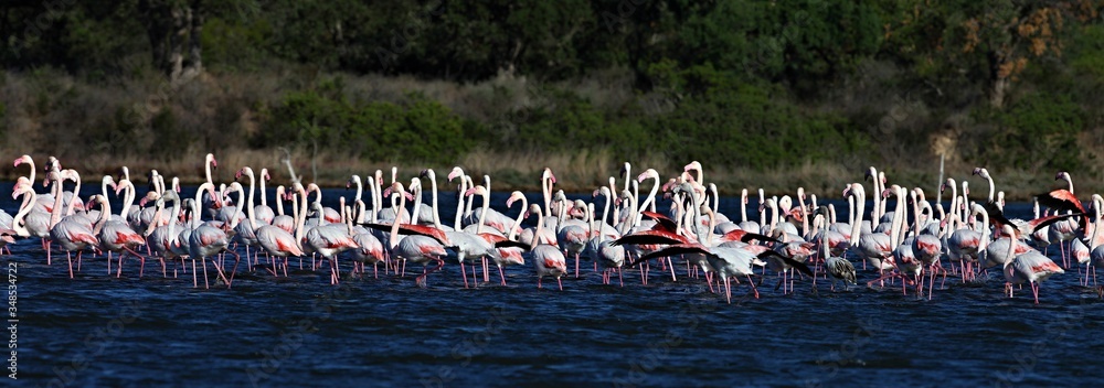 Naklejka premium Large flocks of Rosa Flamingo, Phoenicopterus roseus, on lakes in Sardinia