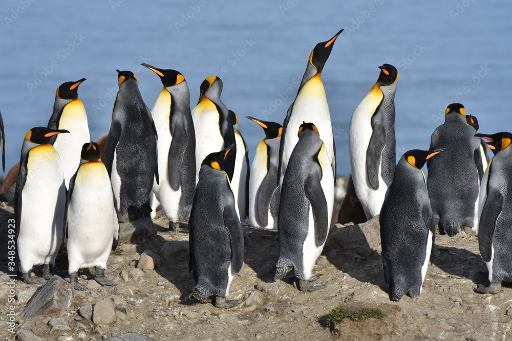 Obraz premium King penguins at Saint Andrew's Bay, South Georgia Island