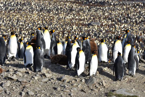 King penguins at Saint Andrew's Bay, South Georgia Island