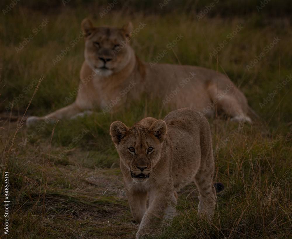 Lion cub protected by mother South Africa Lion cub protected by mother South Africa