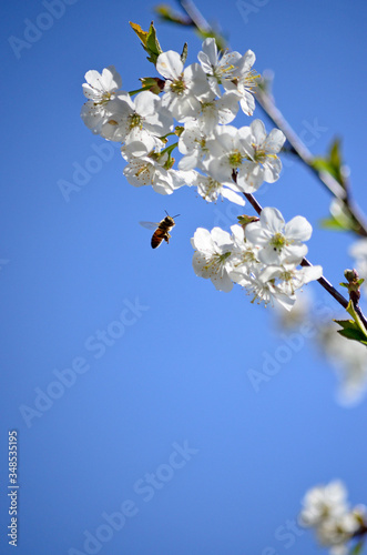 Honeybee (Anthophila) collecting nectar from a white cherry flower. Bee on cherry tree blossom. Blurred background