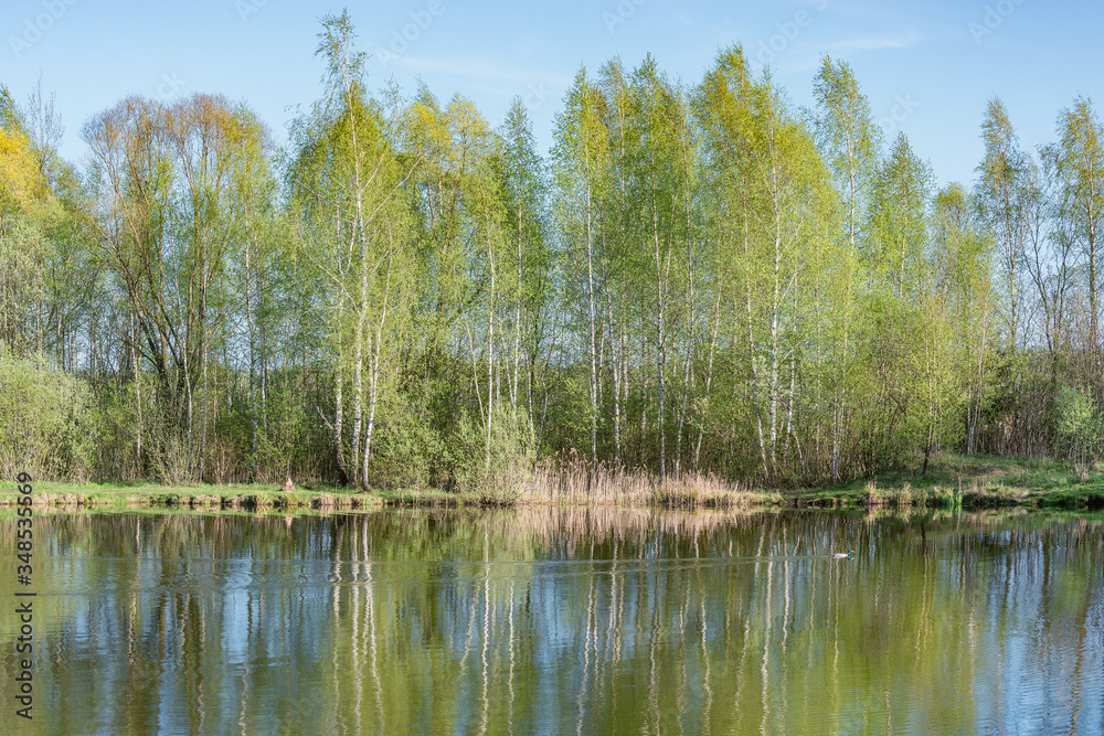 Birch trees by the lake at spring day time.