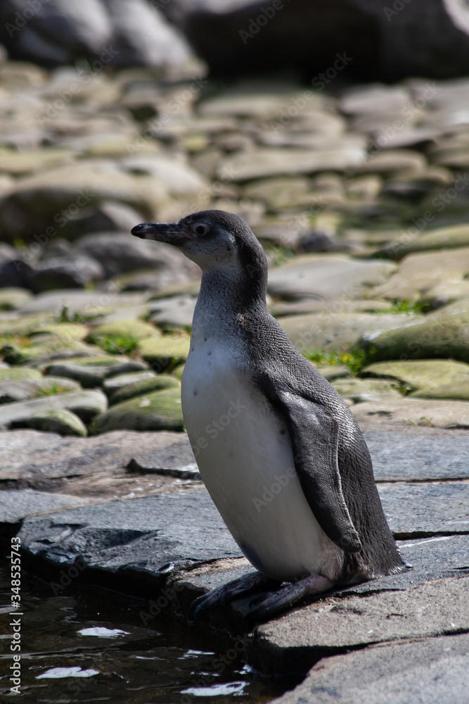 Fototapeta premium penguin on the beach