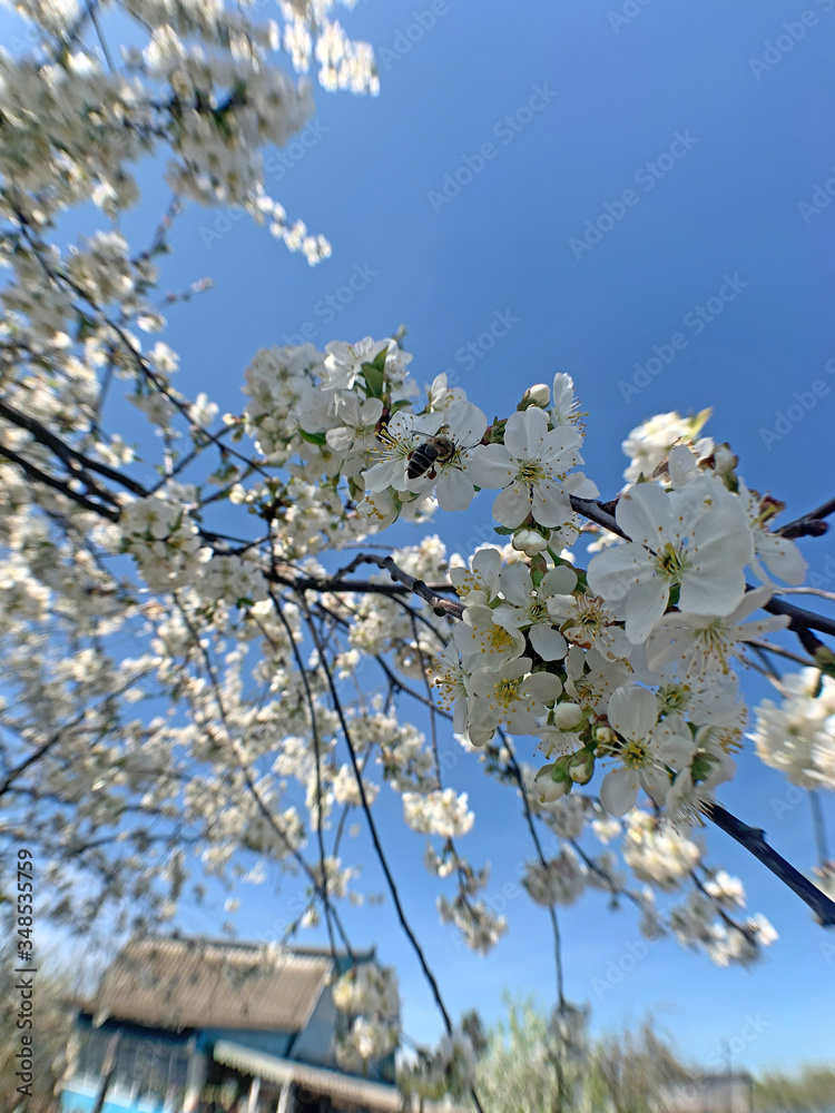Honeybee (Anthophila) collecting nectar from a white cherry flower. Bee on cherry tree blossom. Blurred background Honeybee (Anthophila) collecting nectar from a white cherry flower. Bee on cherry tree blossom. Blurred background