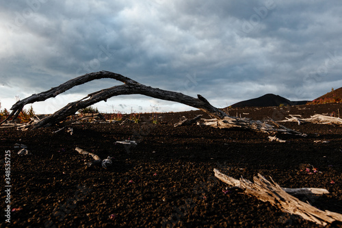 Canvas Print Tree branches on lifeless volcanic ground