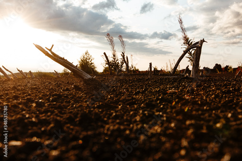 Photos Tree branches on lifeless volcanic ground
