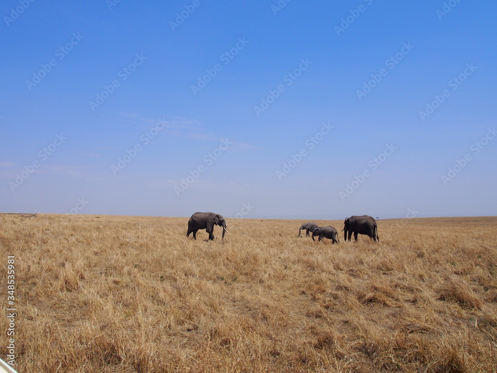 Elephant grazing and walking in the plains of Masai Mara National Reserve during a wildlife safari, Kenya Elephant grazing and walking in the plains of Masai Mara National Reserve during a wildlife safari, Kenya