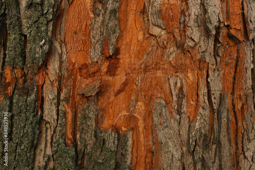 Shabby bark of a tree. Background of tree bark. Scratched tree bark.