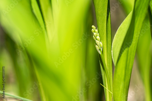 A young Lily  Convall  ria  of the valley in a Bud on a bright green blurred background of leaves