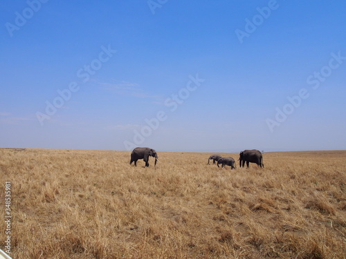 Elephant grazing and walking in the plains of Masai Mara National Reserve during a wildlife safari, Kenya