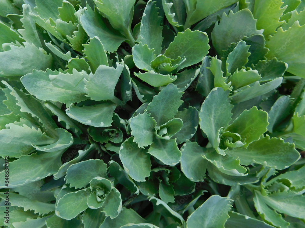 close up of Sedum spectabile green leaves texture background close up of Sedum spectabile green leaves texture background