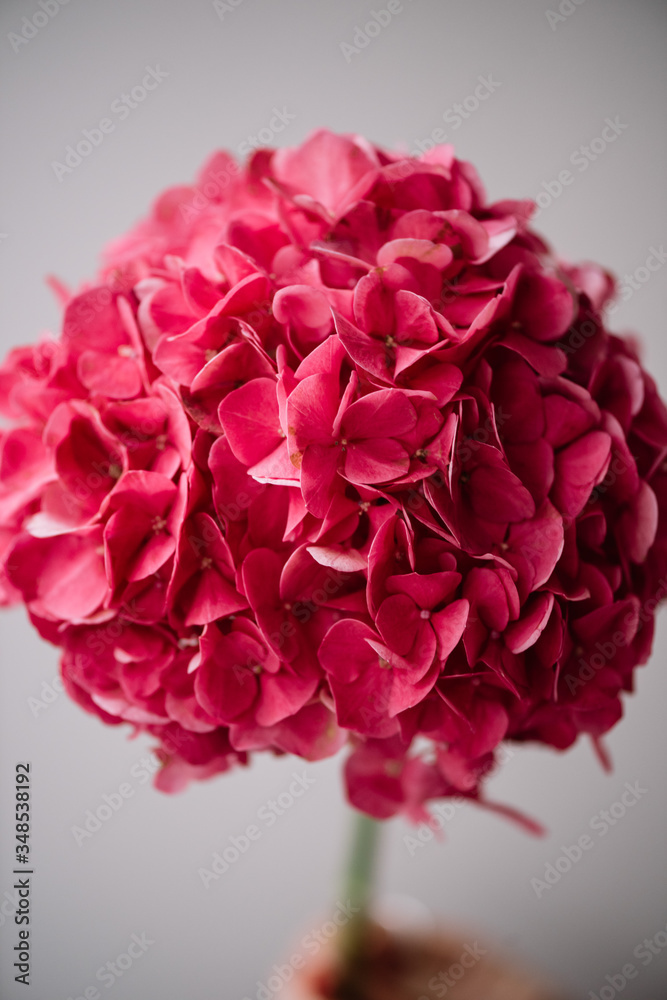 Beautiful blossoming single magenta hydrangea flower on the grey wall background, close up view, vertical photo Beautiful blossoming single magenta hydrangea flower on the grey wall background, close up view, vertical photo