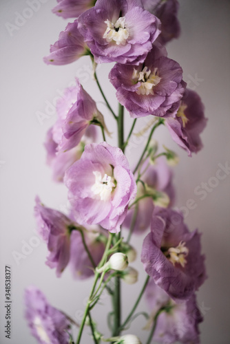 Beautiful blossoming single flower on the grey wall background, close up view, vertical photo