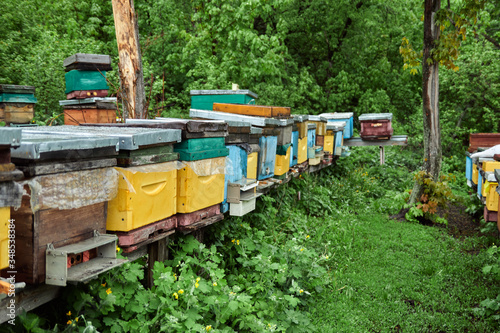 beehives with bees in the apiary on a background of green grass