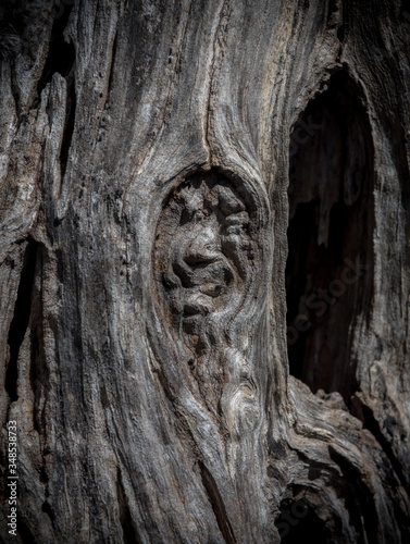 villa adriana ancient trees roman emperor archeological place tivoli © Pascal