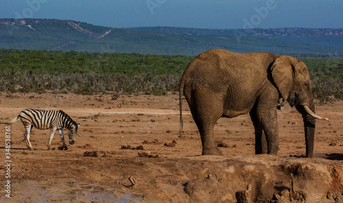 Zebra and elephant in South Africa