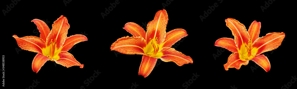 Fototapeta premium Orange day lily flower set black background isolated close up, three red & yellow petals lilly, beautiful hippeastrum macro, colorful amaryllis flower head, daylily garden plant, floral design element
