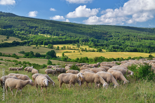 Schafherde in der Rhön