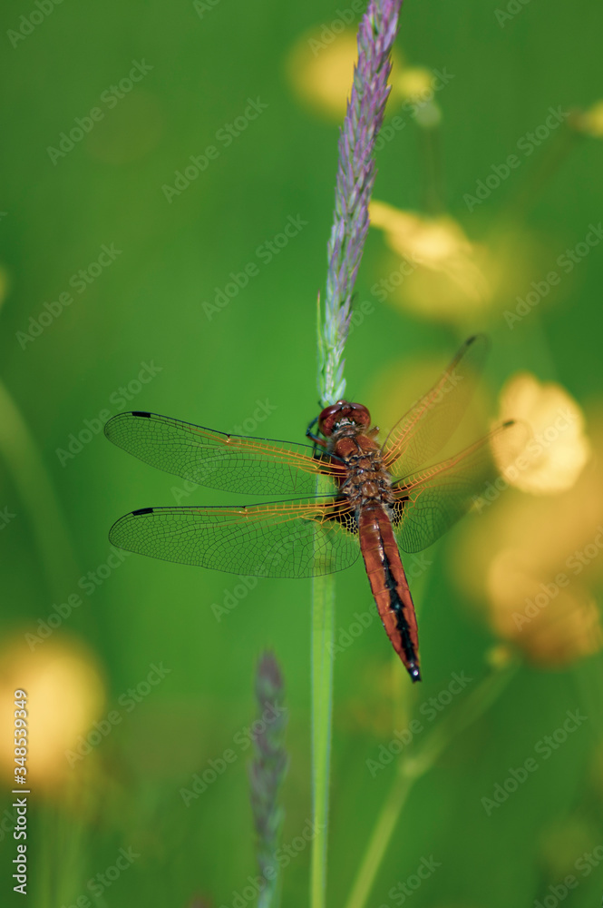 Libellule sympetrum