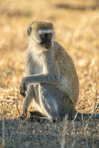 Vervet monkey sits in grass looking back