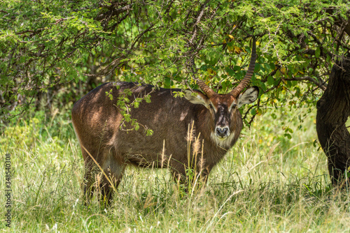 Waterbuck stands under tree looking towards camera