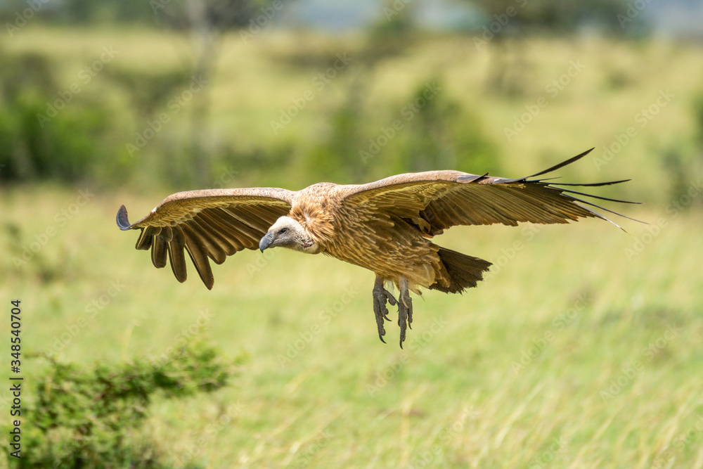 White-backed vulture glides over grass and bushes White-backed vulture glides over grass and bushes