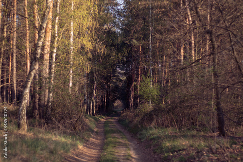 Forest