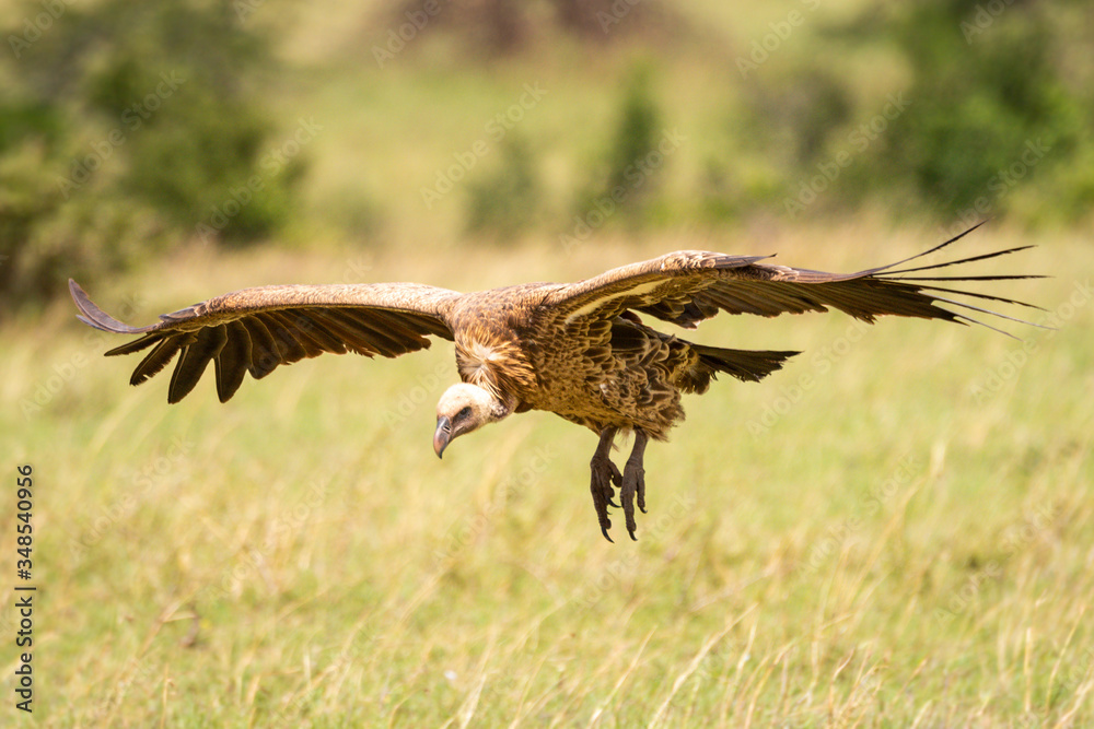 Obraz premium White-backed vulture glides towards landing on grassland