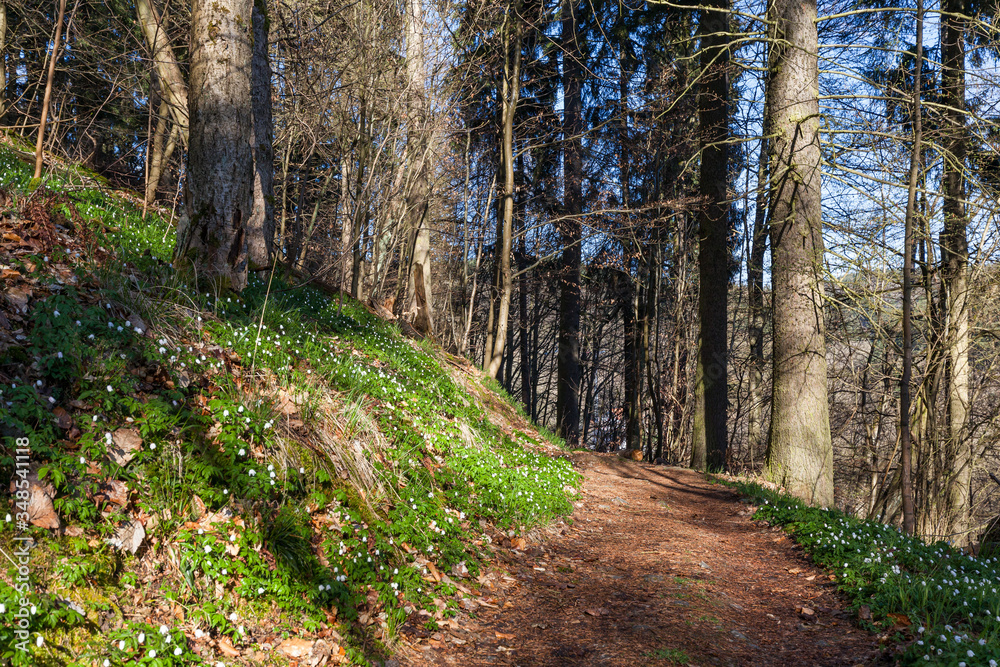 Fototapeta premium Wędrówka po Selketalstieg w górach Harz