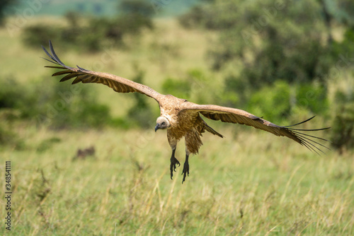 White-backed vulture glides with claws hanging down