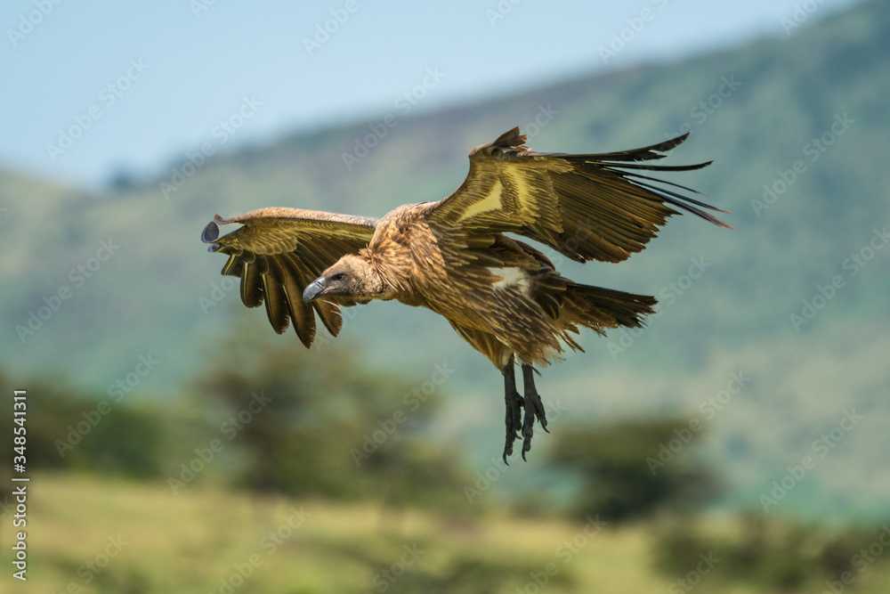 White-backed vulture glides with legs stretched out White-backed vulture glides with legs stretched out