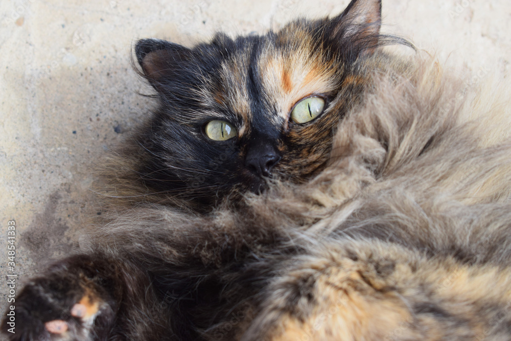 portrait of a cat portrait of a cat