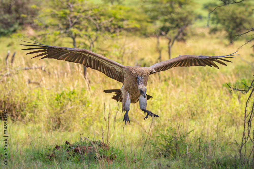 Fototapeta premium White-backed vulture lands in grass in shade