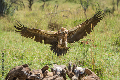 White-backed vulture lands by others at kill
