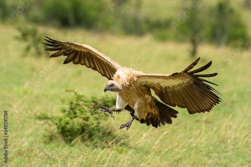 White-backed vulture spreads wings for grassy landing