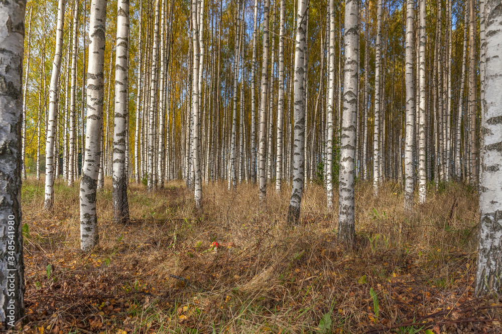 Birch trees with fresh green leaves in autumn. Sweden, selective focus Birch trees with fresh green leaves in autumn. Sweden, selective focus