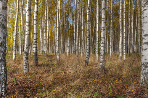 Fototapeta Naklejka Na Ścianę i Meble -  Birch trees with fresh green leaves in autumn. Sweden, selective focus