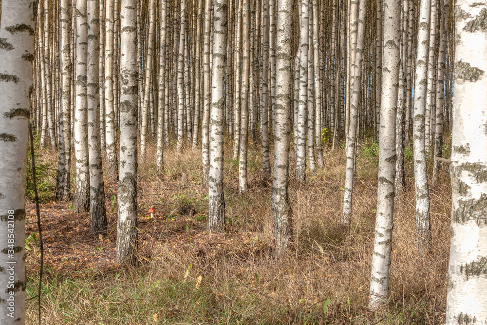 Birch trees with fresh green leaves in autumn. Sweden, selective focus Birch trees with fresh green leaves in autumn. Sweden, selective focus