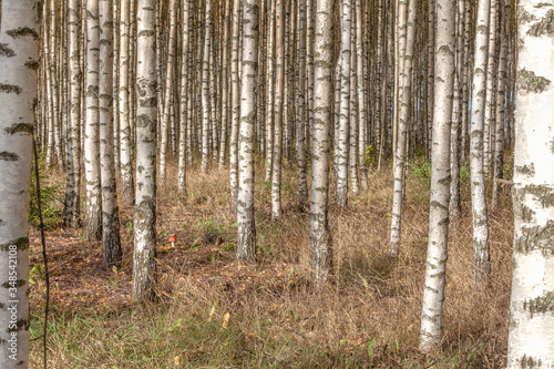 Birch trees with fresh green leaves in autumn. Sweden, selective focus