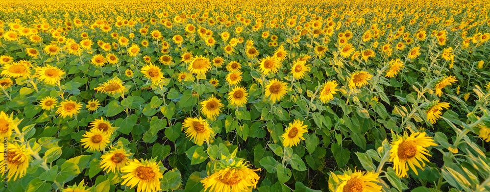 Sunflower. Wonderful panoramic view field of sunflowers