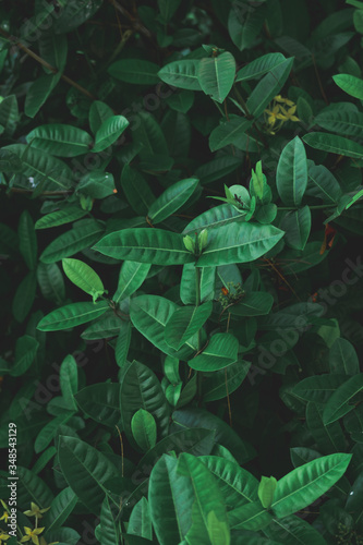abstract moody green leaves background