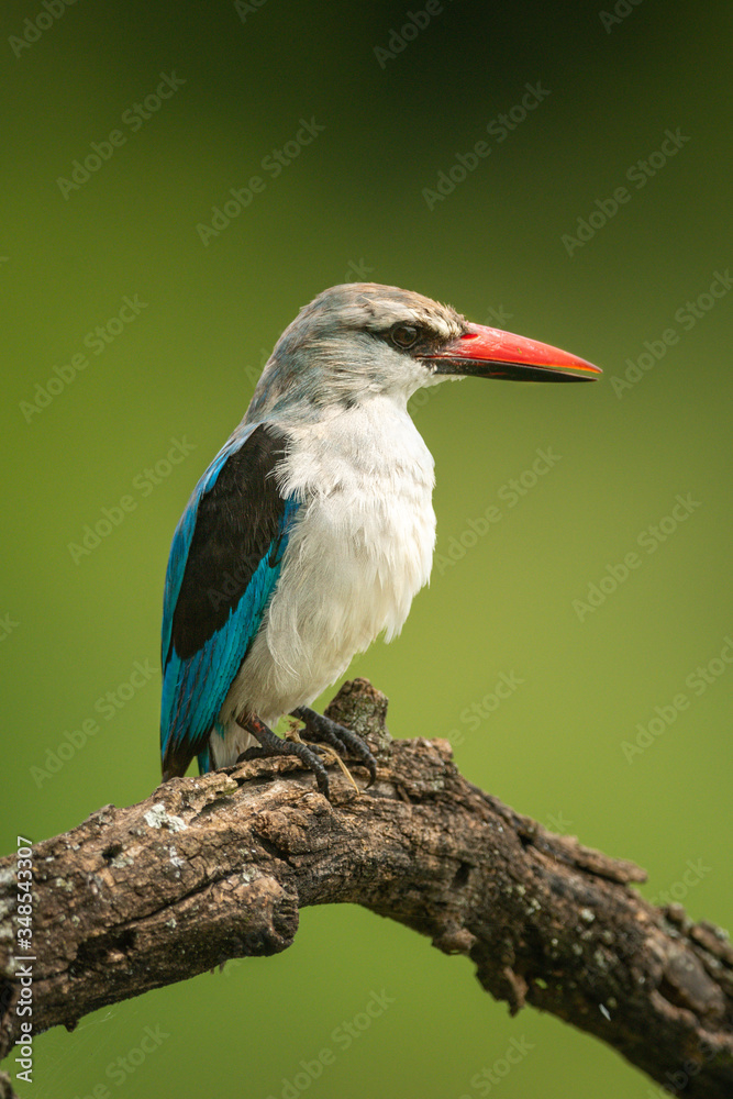 Fototapeta premium Woodland kingfisher facing right on dead branch