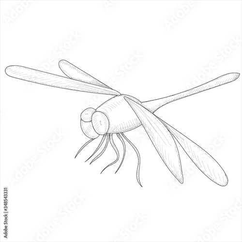 vector, isolated, sketch dragonfly, insect on a white background