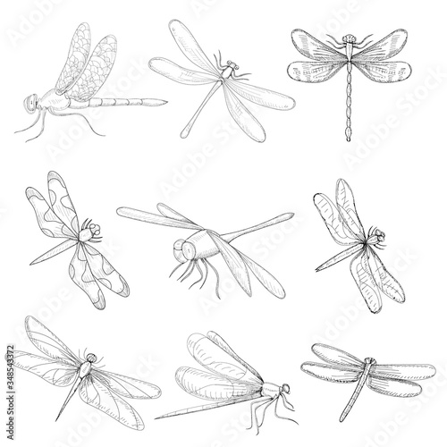 set of sketch dragonfly, insect on a white background