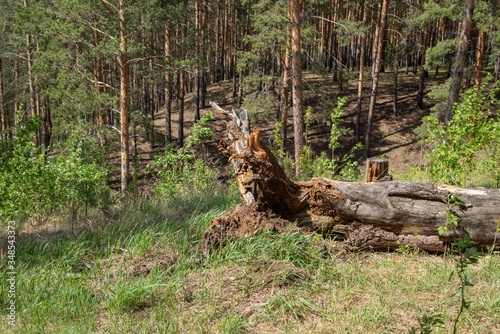 A fallen tree in a pine forest