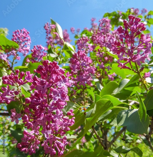 Blooming lilac bush on a background of blue sky close-up
